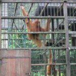 Bukit Lawang -