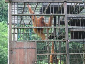 Bukit Lawang -