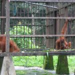 Bukit Lawang -