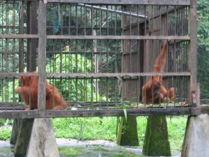 Bukit Lawang -