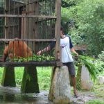 Bukit Lawang -