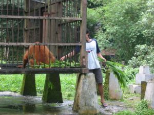 Bukit Lawang -