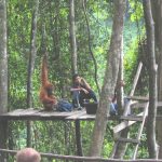 Bukit Lawang -