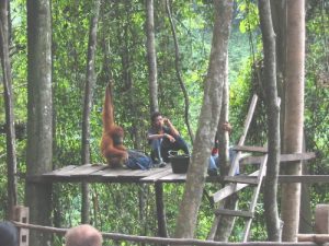 Bukit Lawang -