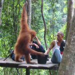 Bukit Lawang -