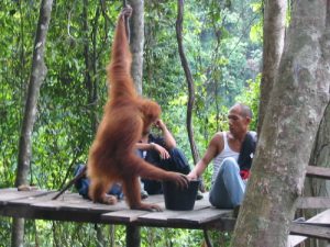 Bukit Lawang -