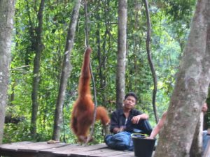 Bukit Lawang -