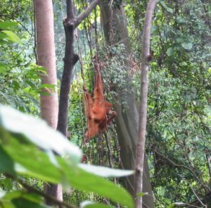 Bukit Lawang - orangutan