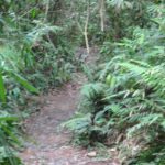 Bukit Lawang - Path