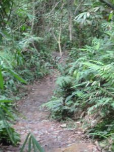 Bukit Lawang - Path