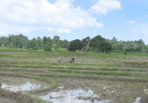 Along the rural roads of Sumatra