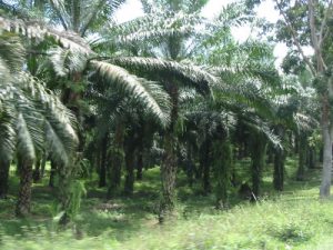 Along the rural roads of Sumatra