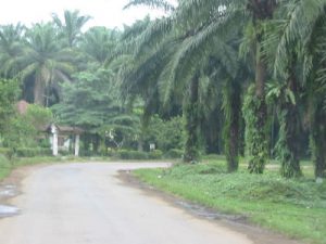 Along the rural roads of Sumatra