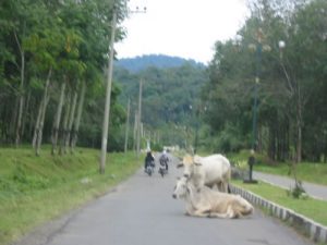 Along the rural roads of Sumatra