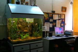 Humsafar drop-in center office. Aquariums are very popular decorations in