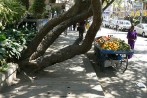 Bangalore - A tree grows in the city unobstructed