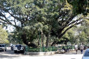 Bangalore - giant tree in the Cubbon Park, a 121