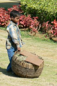 Bangalore - a boy helps his father cut the grass.