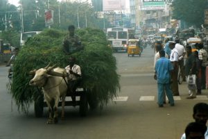 Chennai - hauling fodder through the city streets; an great number