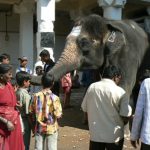 Hampi - Village elephant begging for
