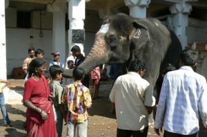 Hampi - Village elephant begging for