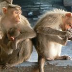 Hampi - Temple monkeys