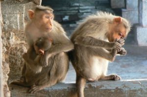 Hampi - Temple monkeys