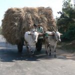 Fodder on the way to Hampi