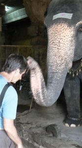 Pondicherry elephant tapping a donor on the head.