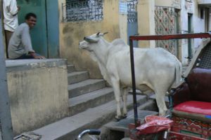 Vijayawada - looking for a handout.