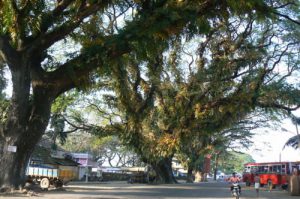 Kochi - great trees along the charming waterfront in