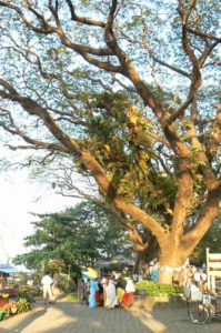 Kochi - great trees along the