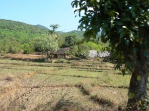 House and trees at Palolem Beach