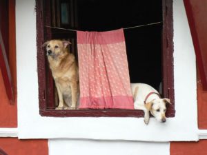 Hanging out in Panaji the