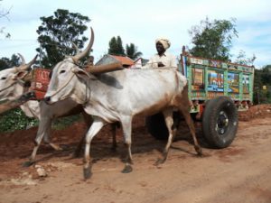 Local transportation for rural farmers is a colorfully painted wagon