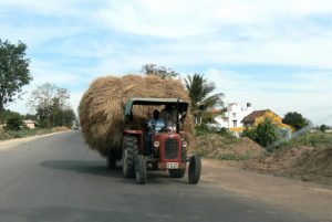 Fodder for the cattle.