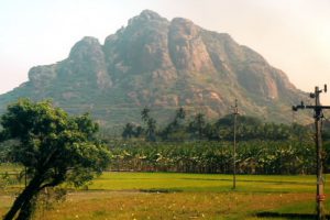 Rice fields and mountain