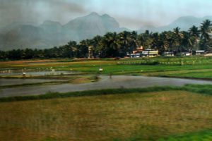 Rice fields near Quilon. Quilon or