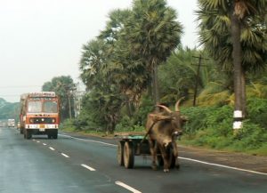 Oxcarts make the highways dangerous for