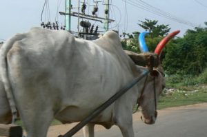 Painting the horns on an ox