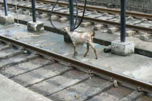 India's train system: looking