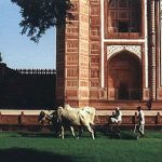 Agra Taj Mahal ox-drawn lawn mower