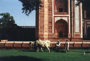 Agra Taj Mahal ox-drawn lawn mower