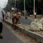 Cows on the main