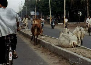 Cows on the main