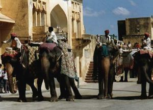 Jaipur Amber Fort elephants