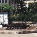 Bombay goat herd downtown