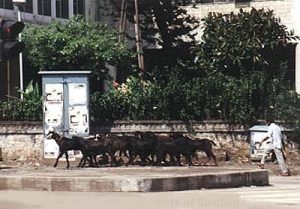 Bombay goat herd downtown