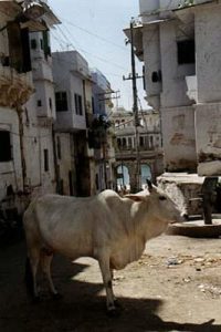 Udaipur street