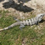 Mexico, Cancun - local lizard